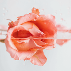 Masque nutritif Rose Love