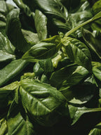 Sérum cuir chevelu Matcha Herbal Tonic