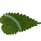 Shampoing Purifiant